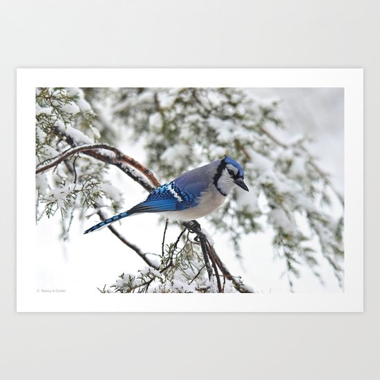 Beautiful Blue Jay Art Print