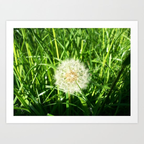 Dandelion Remnants Art Print