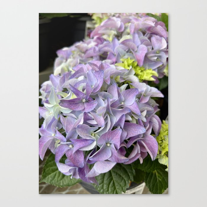 Lavender Hydrangea Canvas Print