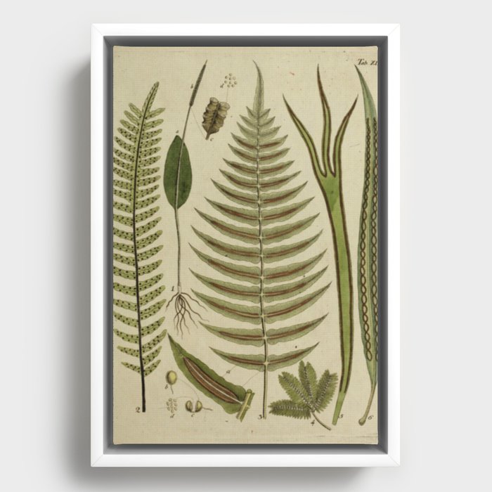 Framed Canvas