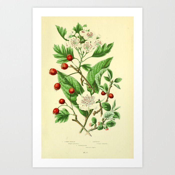 Art Print