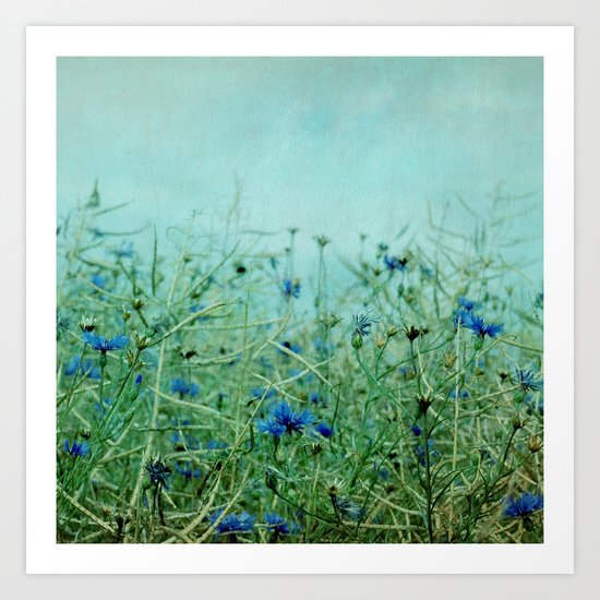 cornflowers Art Print