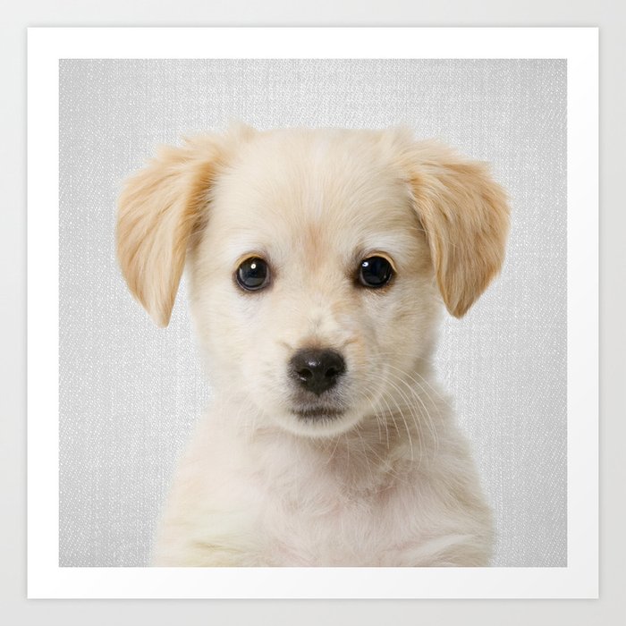 Golden Retriever Puppy - Colorful Art Print