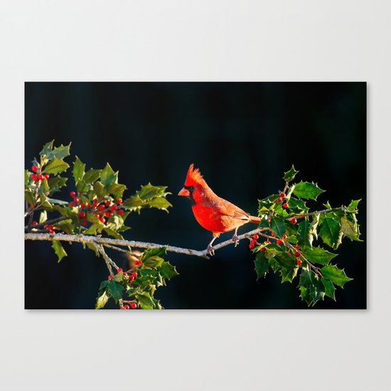 red cardinal Canvas Print