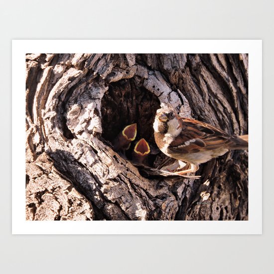 House Sparrow Keeping House Art Print