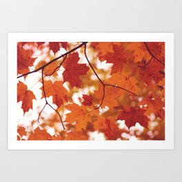 Fluttering from the Autumn tree Art Print