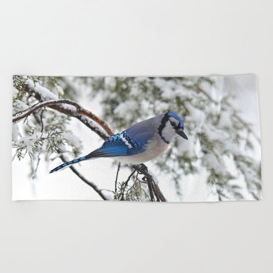 Beautiful Blue Jay Beach Towel