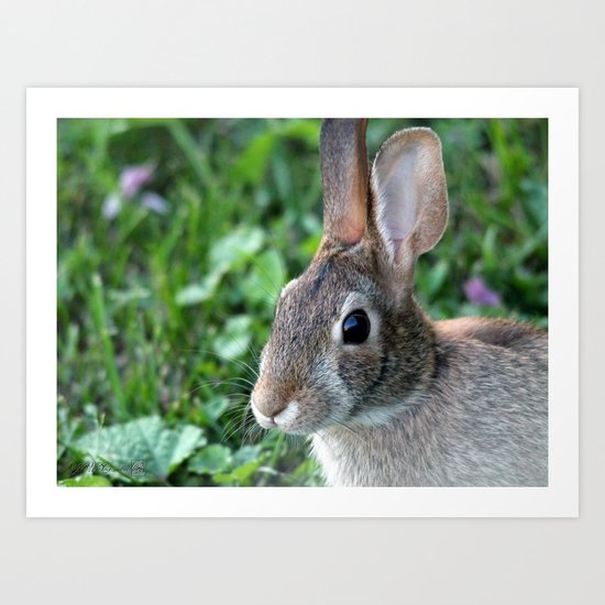 Wild Rabbit Art Print