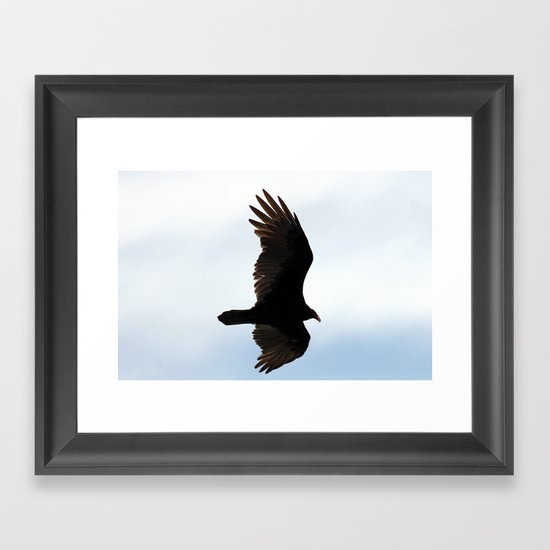 Turkey Vulture in Flight Framed Art Print