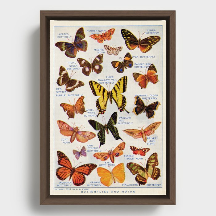 Vintage Butteryfly and Moth Illustration, 1920s Dictionary Page Framed Canvas