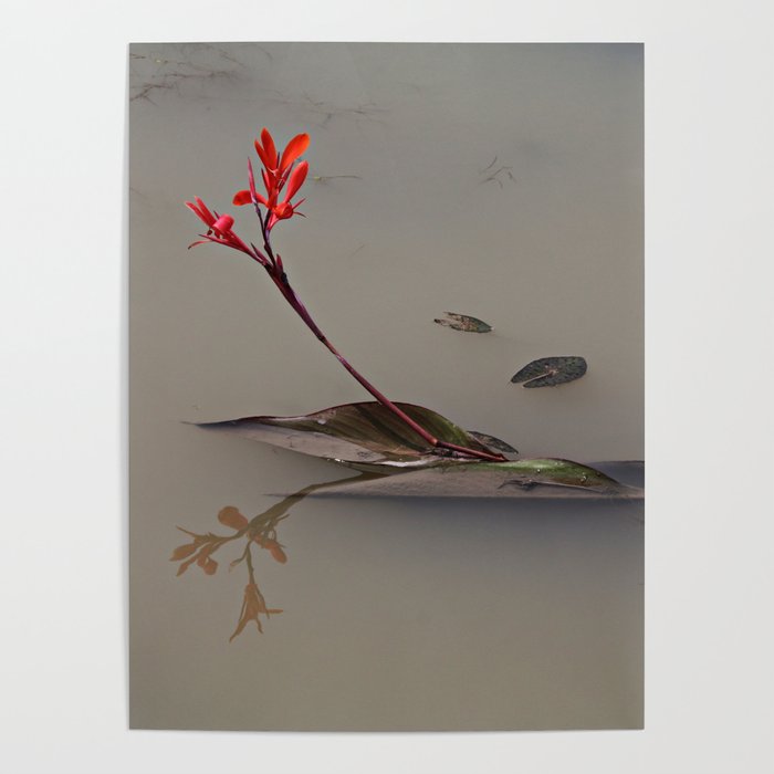 South Korea Photography - A Flower's Beautiful Reflection In The Pond Poster