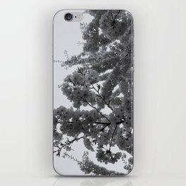 Cherry Blossoms iPhone Skin