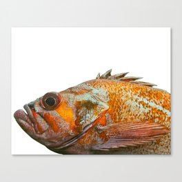 Portrait of a Canary Rockfish Canvas Print
