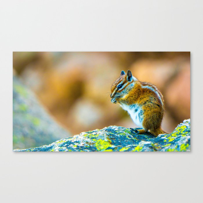 Close Up Squirrel Portrait Photo Canvas Print
