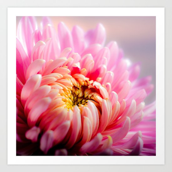 Chrysanthème 4 Art Print