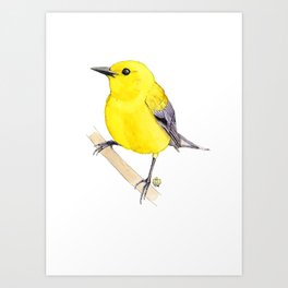 Prothonotary Warbler Art Print