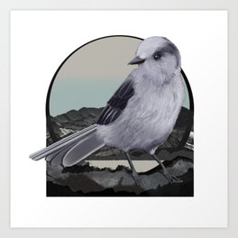 Alpine Gray Jay Bird Art Print