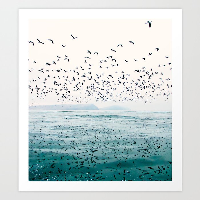 Birds Reflected Fine Art Print Art Print
