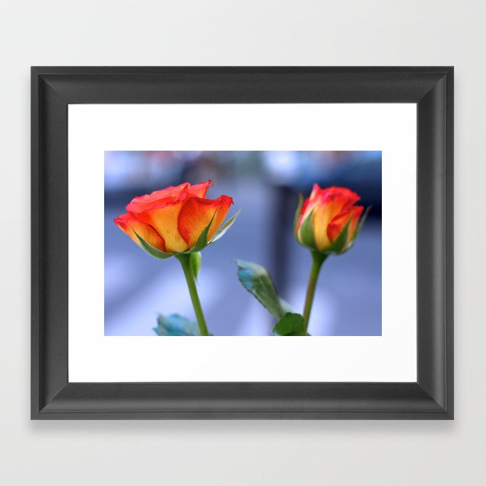 "Love planted a rose and the world turned sweet" Framed Art Print
