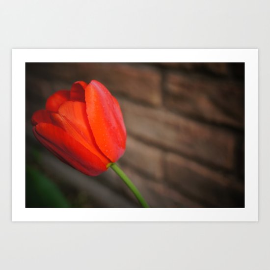 Tulip Art Print