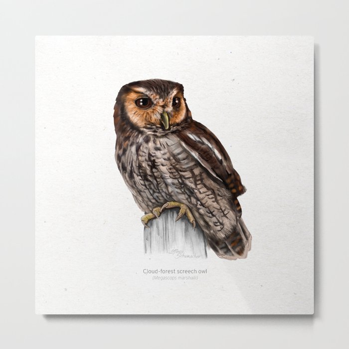 Cloud-forest screech owl scientific illustration art print Metal Print
