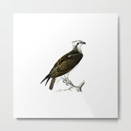Vintage Osprey Bird Illustration Metal Print | Minimalist, Zoo, Vintage, Ornithological, Retro, Avian, Birds, Feather, Ornithology, Classic 