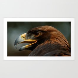 Golden Eagle | Gaze | Nature | Wildlife Photography | Bird of Prey Art Print