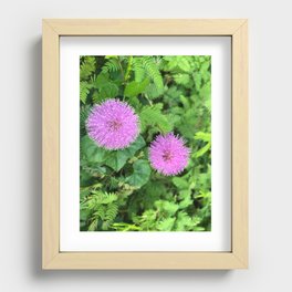 Pink Mimosa Recessed Framed Print