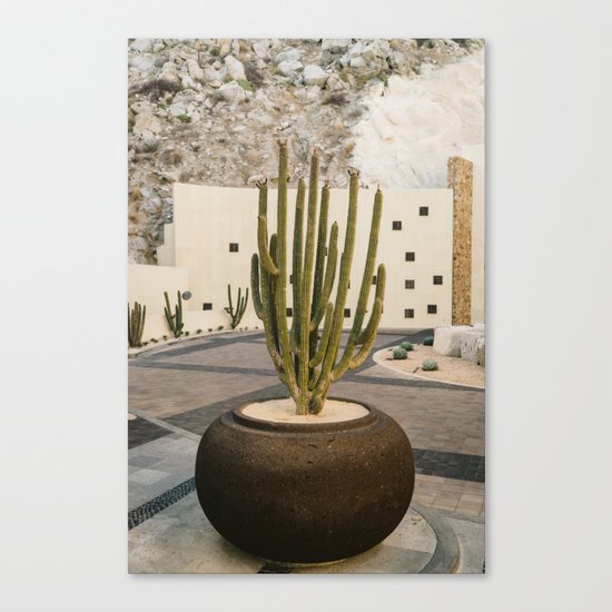 Cabo Cactus VIII Canvas Print