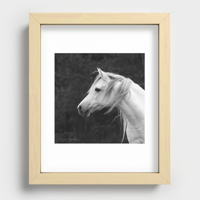 Arabian horse in black and white Recessed Framed Print