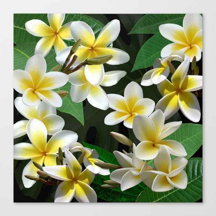 Plumeria Flowers Canvas Print