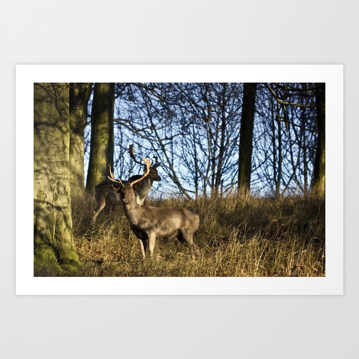 Deer in Dublin Art Print