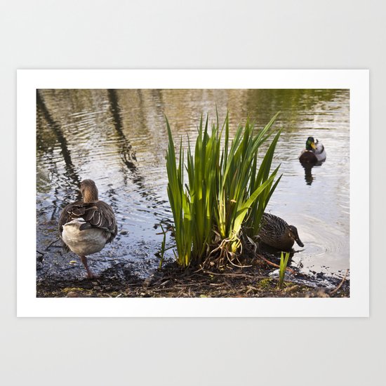 The One Legged Duck Art Print