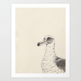 Albatross Art Print