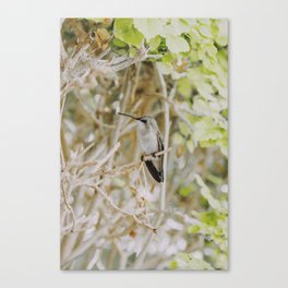 Hummingbird / Palm Springs Canvas Print