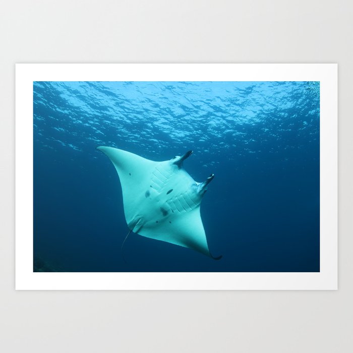 Beautiful manta ray's underbelly Art Print