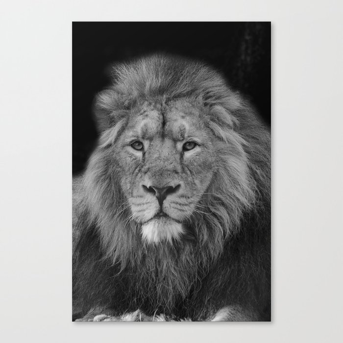 Asiatic Lion Canvas Print