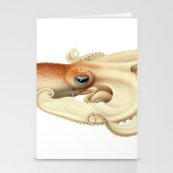 The Angel octopus, (Velodona togata) Stationery Cards