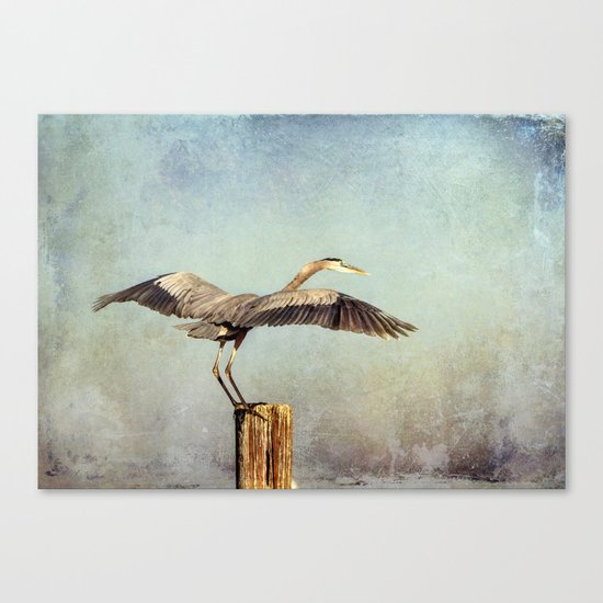 Blue Heron Landing Canvas Print