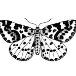 WHITE MOTH