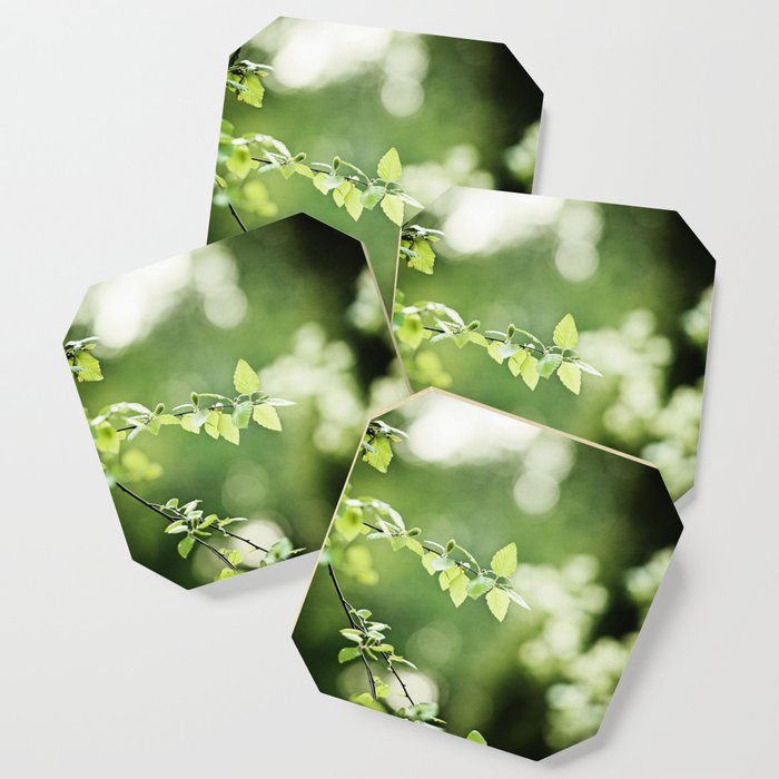 Green Nature Leaf Photography Tree Branch Dark Green Leaves Art Botanical Branches Photo Coaster By Carolyncochrane