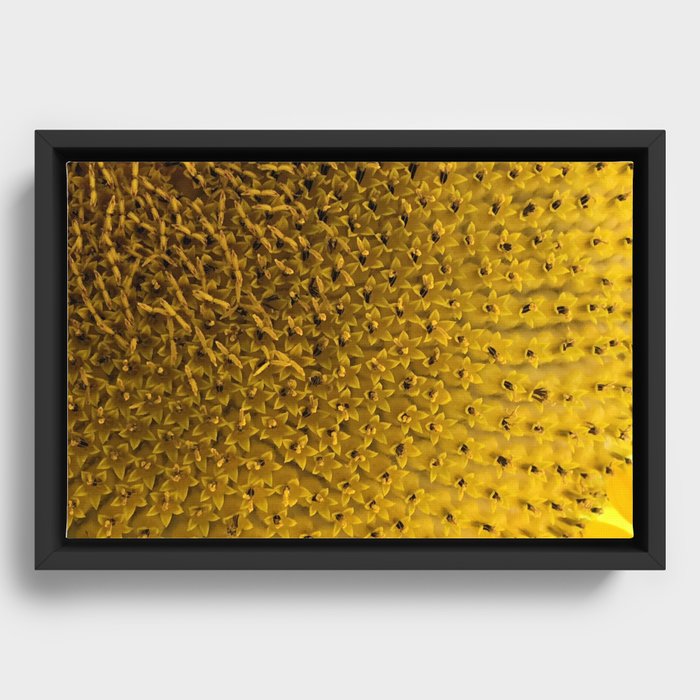 Close Up Sunflower Framed Canvas