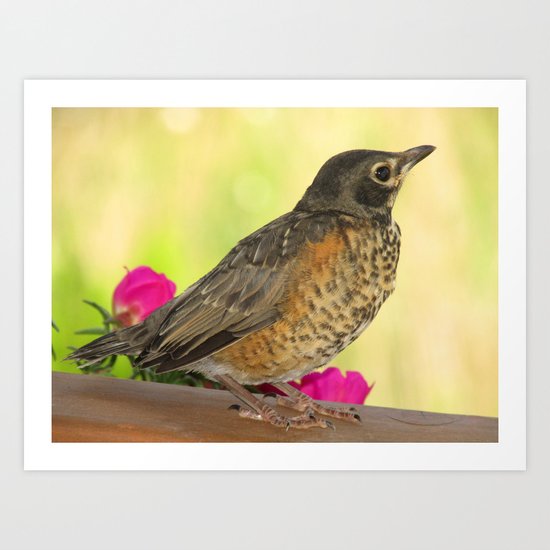 Baby Robin Art Print