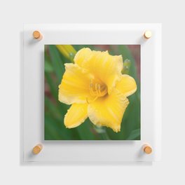 Yellow Daylily by Teresa Thompson Floating Acrylic Print