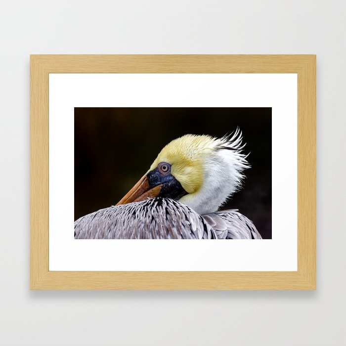 Adult Male Pelican Framed Art Print