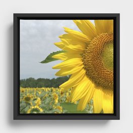Sunflower in Paris Framed Canvas