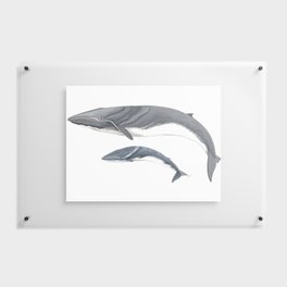 Fin whale Floating Acrylic Print