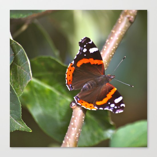 Admiral On The Apple Tree Branch Canvas Print