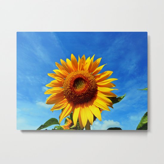 Stunning Sunflower Metal Print