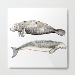 Sea cows: Manatee and Dugong Metal Print